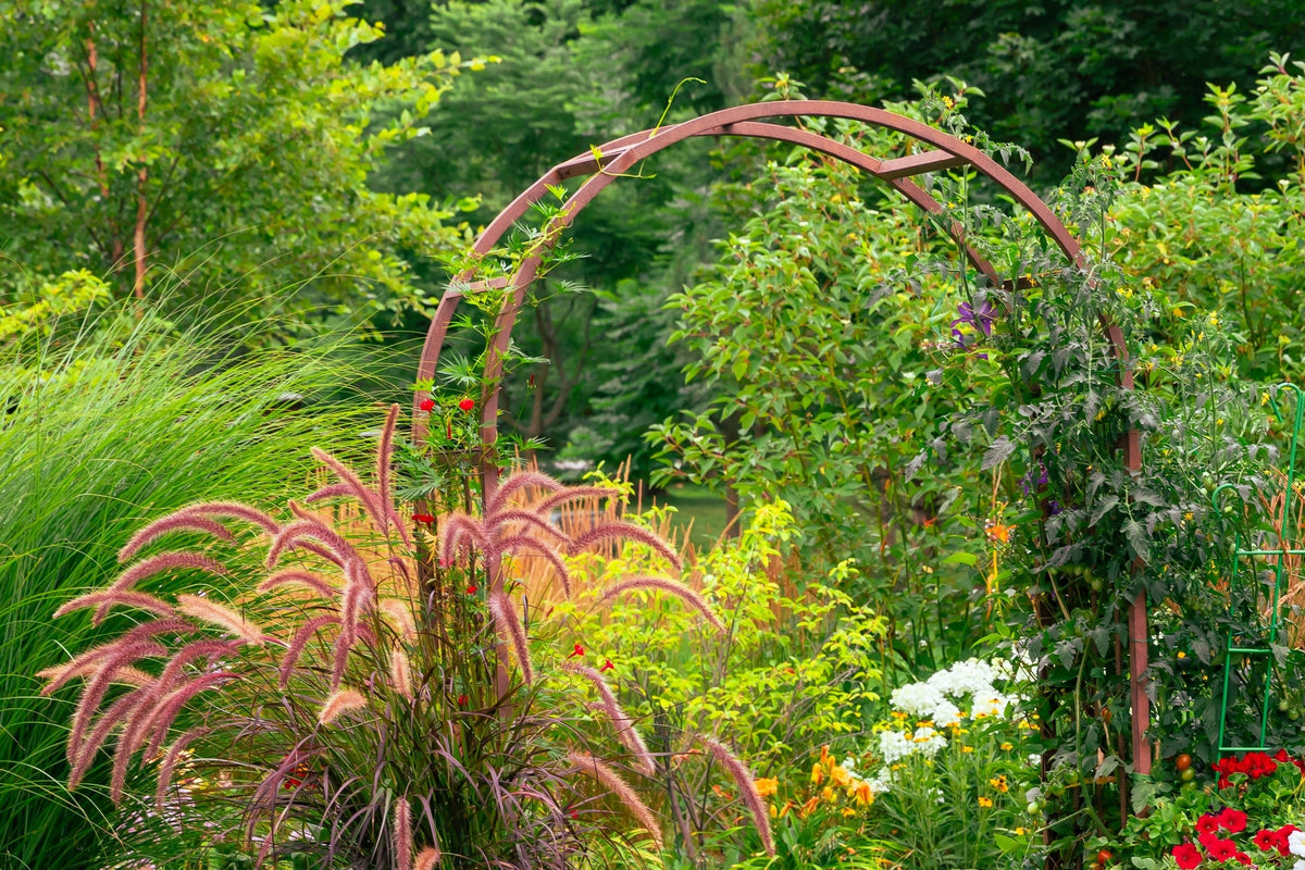 25 PURPLE FOUNTAIN GRASS Ornamental Pennisetum Setaceum Dark Burgundy Flower Seeds