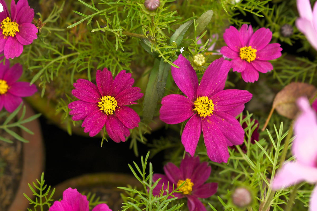 300 Wine Red TETRA VERSAILLES COSMOS Bipinnatus Hummingbird Flower Seeds