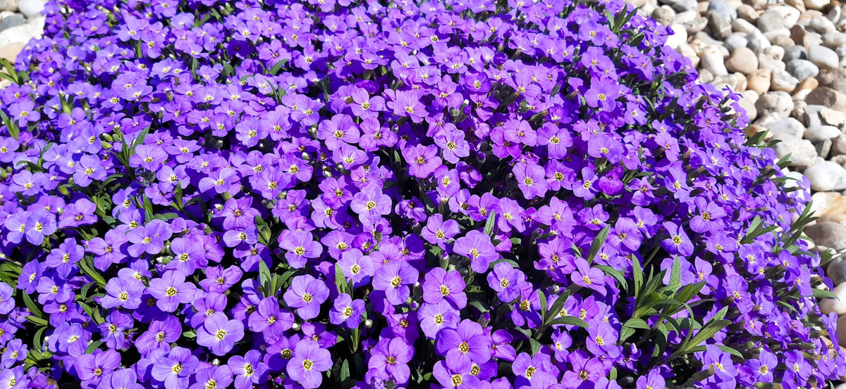 500 PURPLE ROCKCRESS Rock Cress Aubrieta Deltoidea Flower Seeds