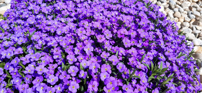 500 PURPLE ROCKCRESS Rock Cress Aubrieta Deltoidea Flower Seeds