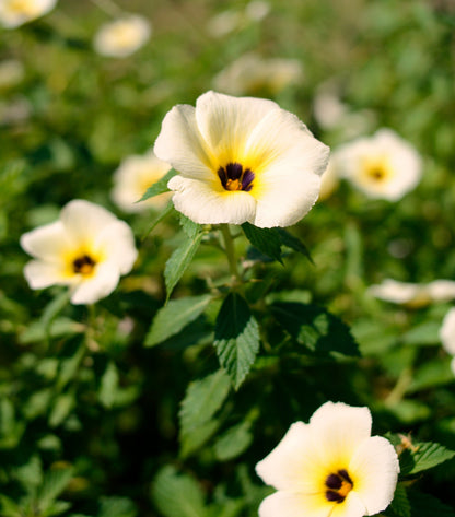 10 SIMPLY LOVE HIBISCUS (Flower of the Hour / Baldder Hibiscus) Hibiscus Trionum Flower Seeds