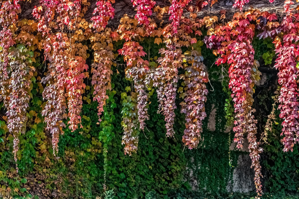 10 BOSTON IVY ( Bostonian Ivy / Wall Ivy ) Parthenocissus Tricuspidata Veitchii Vine Flower Seeds