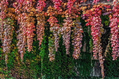 10 BOSTON IVY ( Bostonian Ivy / Wall Ivy ) Parthenocissus Tricuspidata Veitchii Vine Flower Seeds