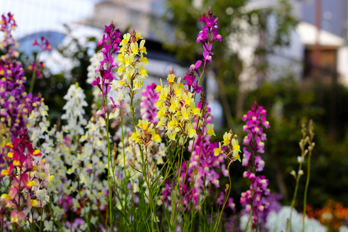 2000 Mixed MOROCCAN TOADFLAX / SNAPDRAGON Linaria Maroccana Flower Seeds