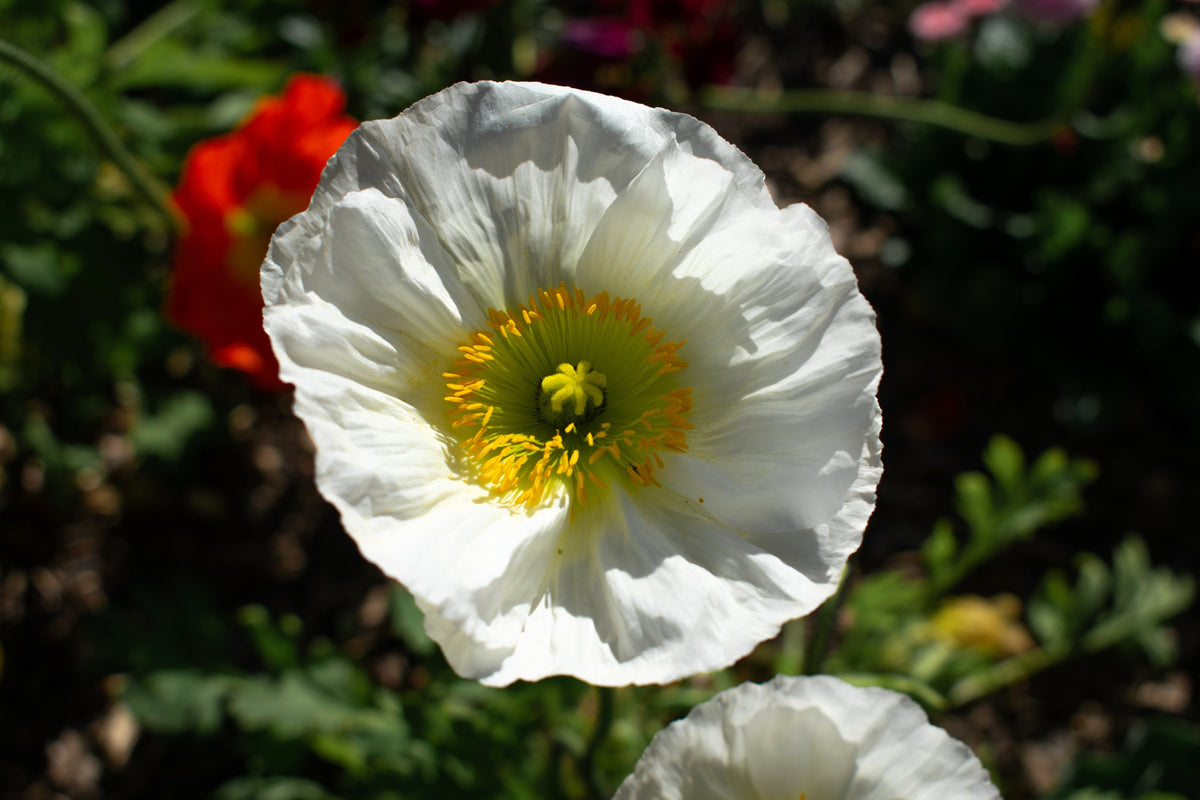 250 PERSIAN WHITE POPPY Papaver Somniferum Flower Seeds