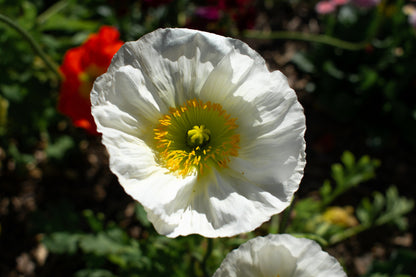 250 PERSIAN WHITE POPPY Papaver Somniferum Flower Seeds
