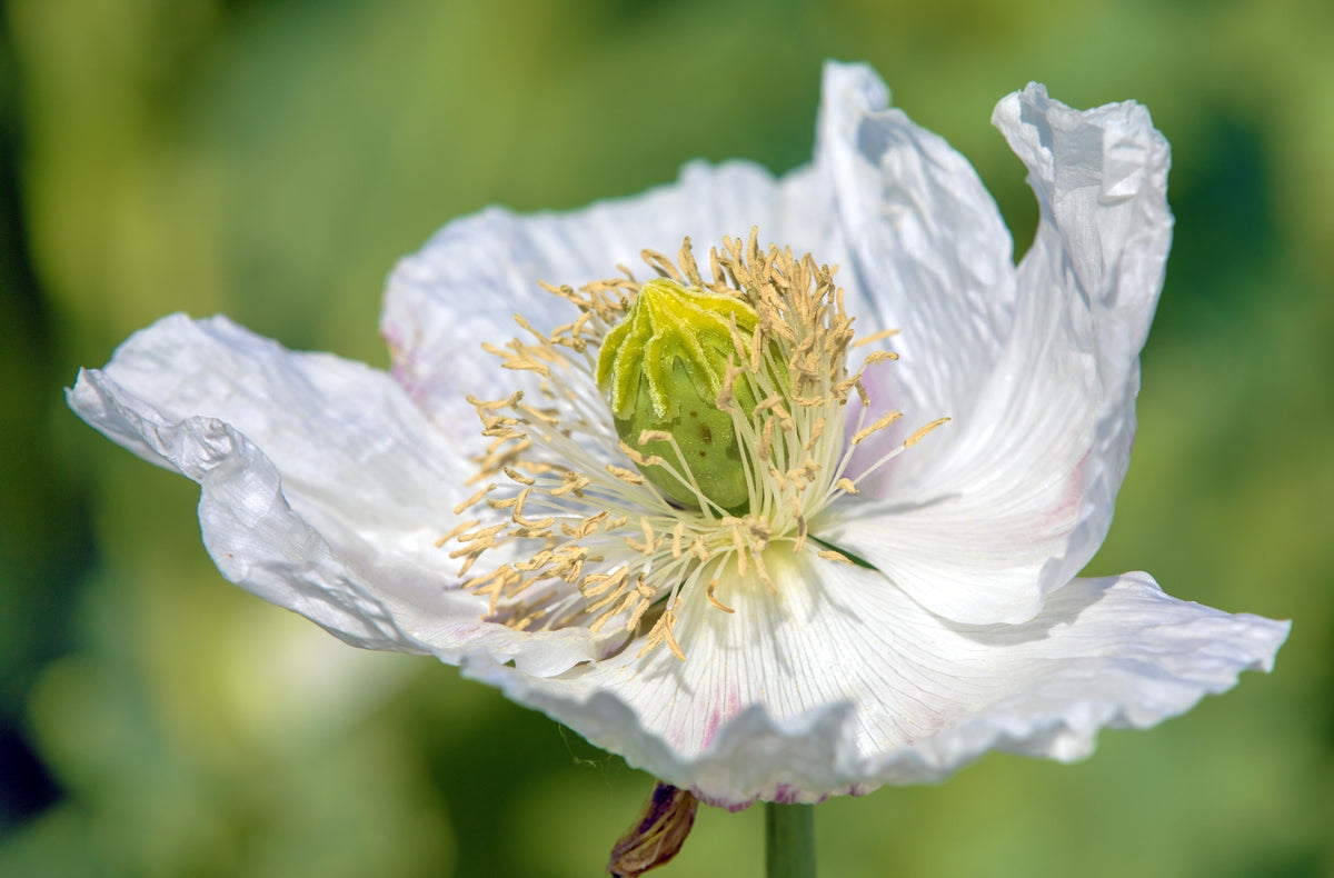 250 PERSIAN WHITE POPPY Papaver Somniferum Flower Seeds