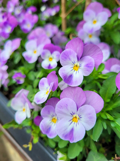 50 Light JOHNNY JUMP UP Viola Tricolor Violet Flower Seeds