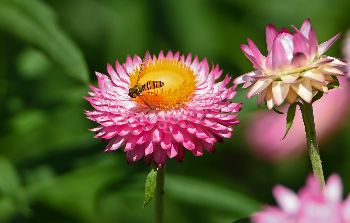 50 PINK DOUBLE STRAWFLOWER Helichrysum  Xerochrysum Bracteatum Flower Seeds