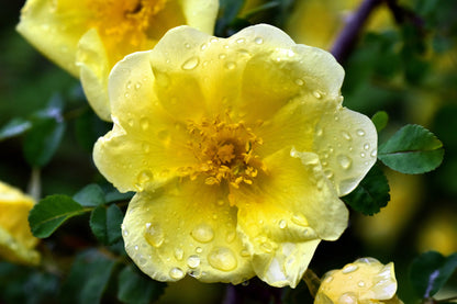 10 Golden Yellow FATHER HUGO ROSE Rosa Hugonis Flower Bush Shrub Seeds