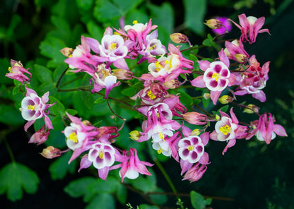 100 MIXED EUROPEAN COLUMBINE Aquilegia Flower Seeds