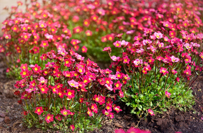 50 ROSE ROBE SAXIFRAGA Arendsii Mossy Rockfoil Evergreen Flower Seeds