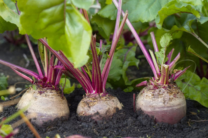 250 EARLY WONDER BEET Beta Vulgaris Vegetable Seeds