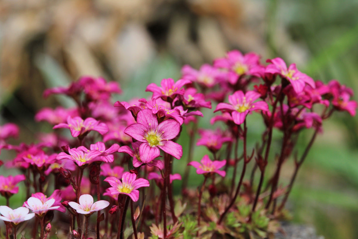 50 ROSE ROBE SAXIFRAGA Arendsii Mossy Rockfoil Evergreen Flower Seeds