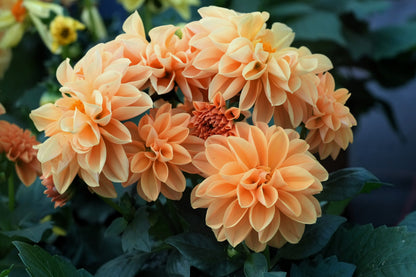 20 Dwarf Mixed Colors REDSKIN DAHLIA Variabilis Red Skin Mix Bicolor Flower Seeds