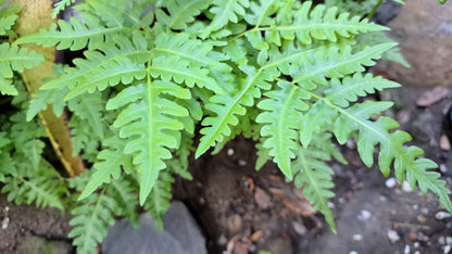 1000 + SENSITIVE FERN Onoclea Sensibilis aka Bead or Sympathy Fern Spores Seeds