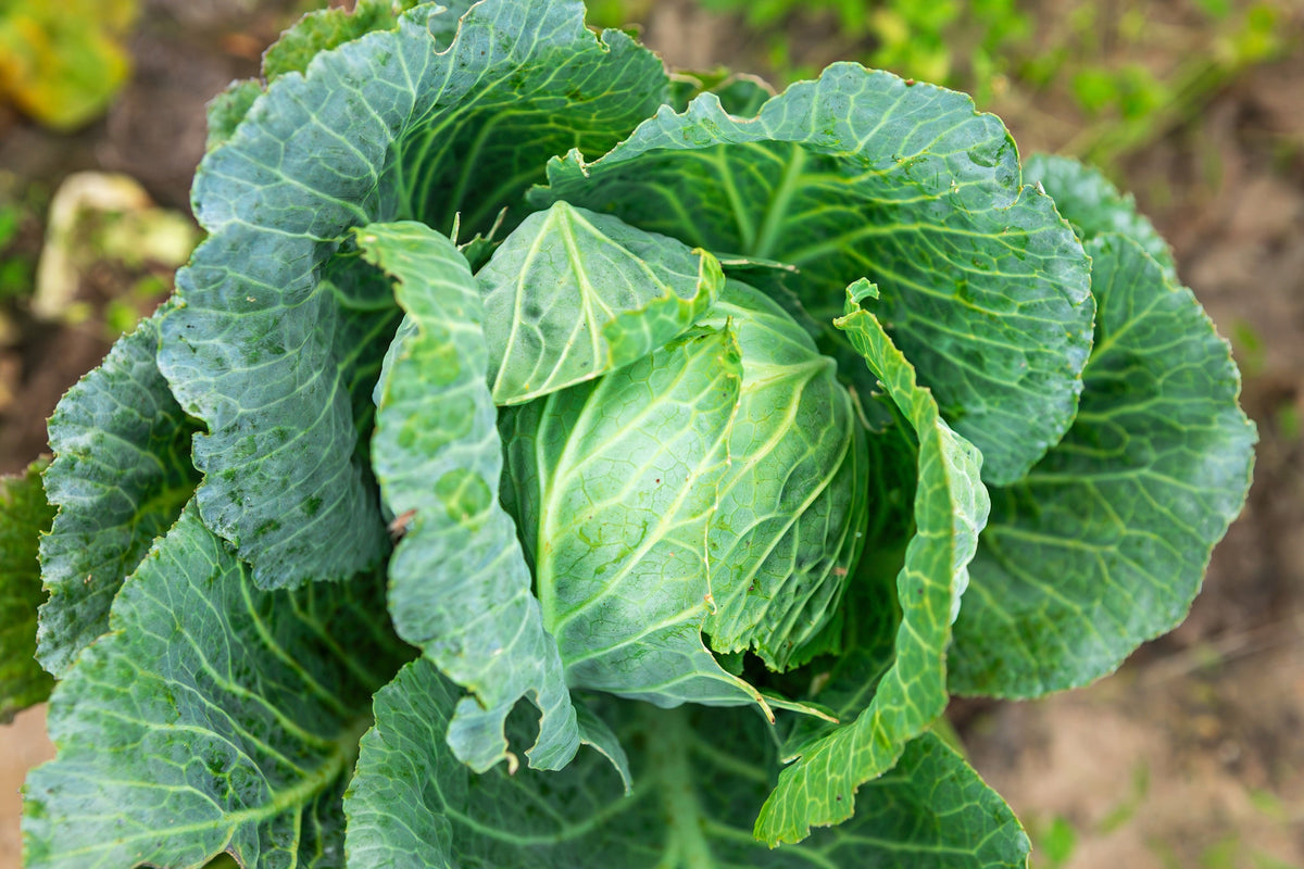 500 COPENHAGEN MARKET Early CABBAGE Heirloom Brassica Oleracea Vegetable Seeds