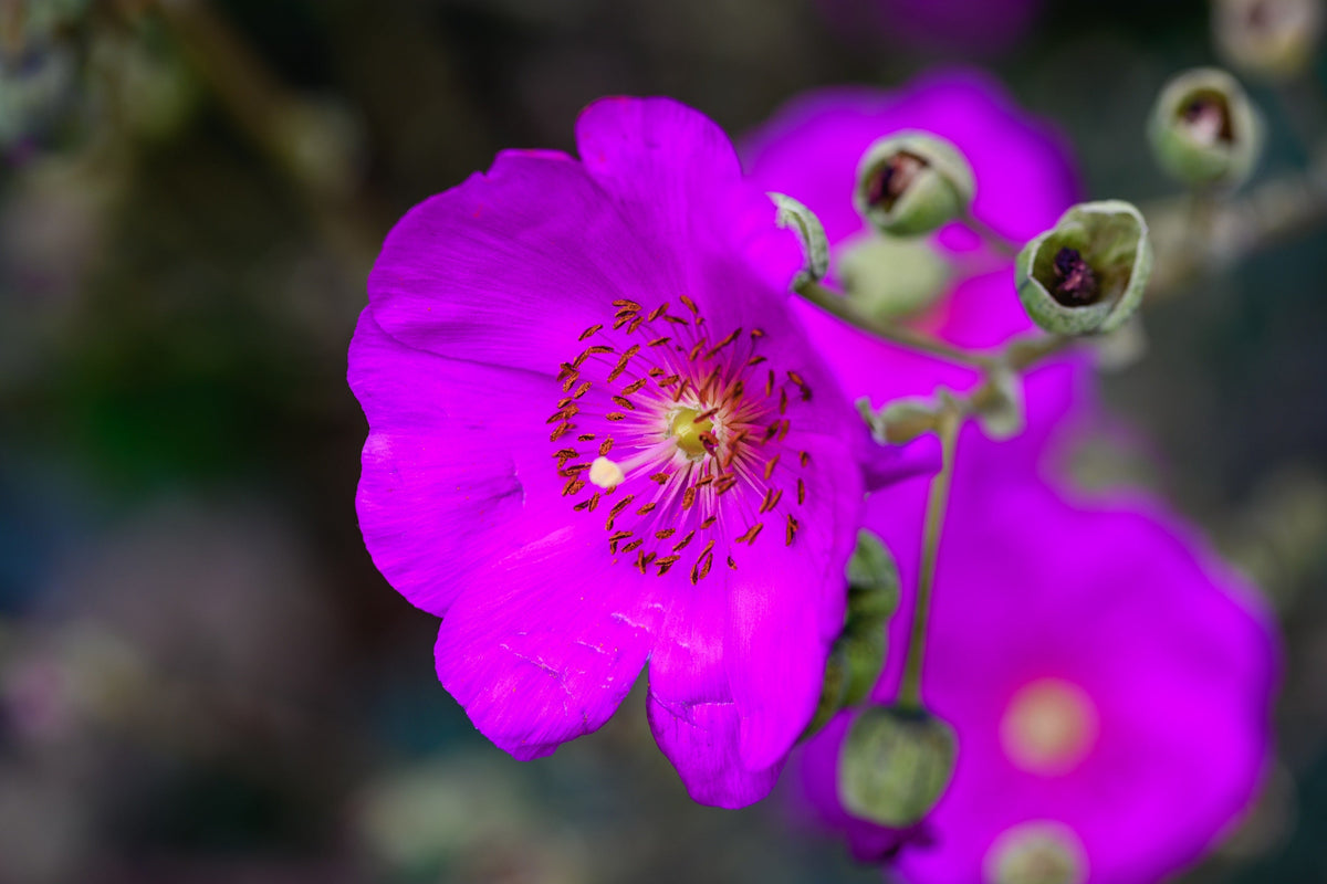 50 RED ROCK PURSLANE ' Ruby Tuesday ' Calandrinia Umbellata Magenta Flower Herb Seeds