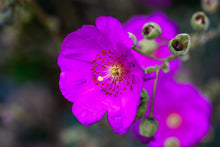 50 RED ROCK PURSLANE ' Ruby Tuesday ' Calandrinia Umbellata Magenta Flower Herb Seeds