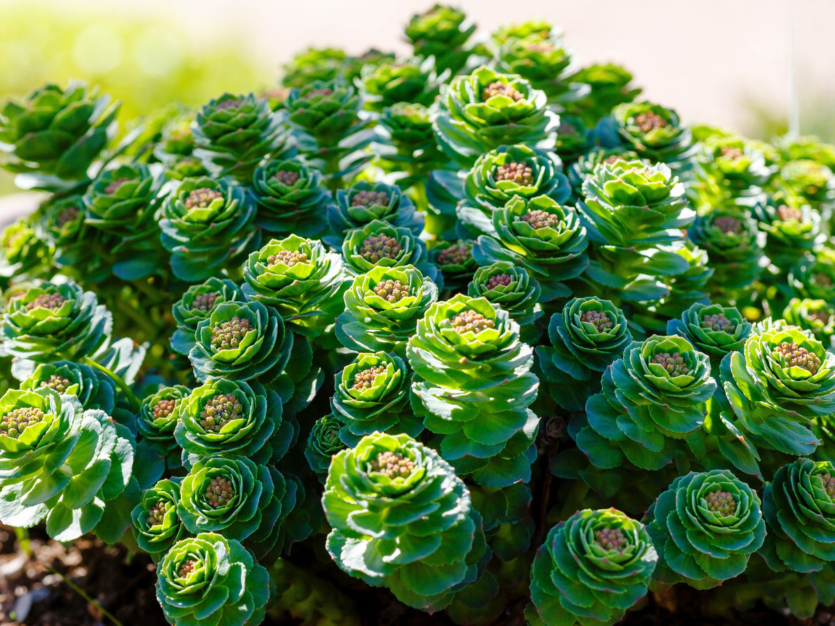 25 ROSEROOT STONECROP Golden Rose Root Sedum Rhodiola Rosea Yellow Succulent Flower Seeds