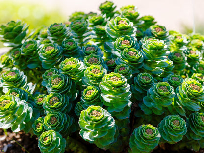 25 ROSEROOT STONECROP Golden Rose Root Sedum Rhodiola Rosea Yellow Succulent Flower Seeds