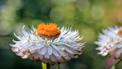 100 WHITE DOUBLE STRAWFLOWER Helichrysum Monstrosum Xerochrysum Bracteatum Flower Seeds