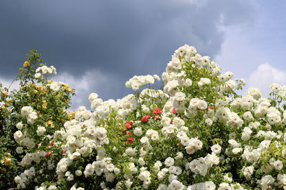 5 WHITE CLIMBING ROSE Rosa Bush Vine Climber Fragrant Butterfly Flower Seeds