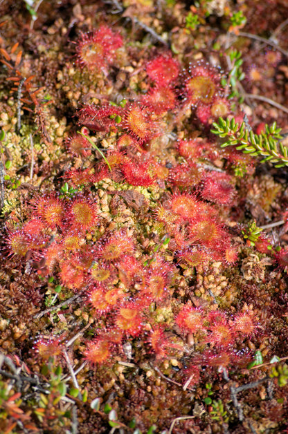 10 CARNIVOROUS SUNDEW PLANT Drosera Flower Seeds