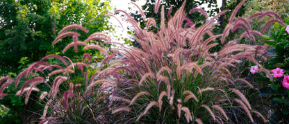 25 PURPLE FOUNTAIN GRASS Ornamental Pennisetum Setaceum Dark Burgundy Flower Seeds
