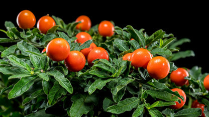 25 JERUSALEM CHERRY Madeira Winter Solanum Pseudocapsicum Flower Seeds