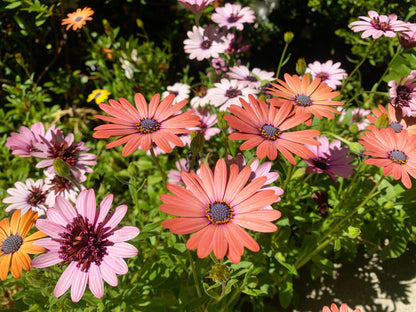25 SALMON AFRICAN DAISY Dimorphotheca Sinuata Apricot Flower Seeds