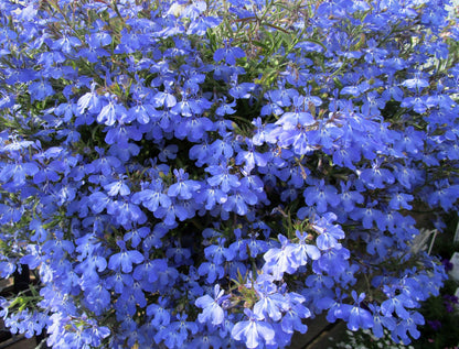 200 CAMBRIDGE BLUE LOBELIA Regatta Erinus Trailing Flower Seeds