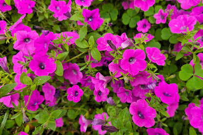 1000 SHANIN PETUNIA Integrifolia Violacea Pink Purple Wild Flower Seeds