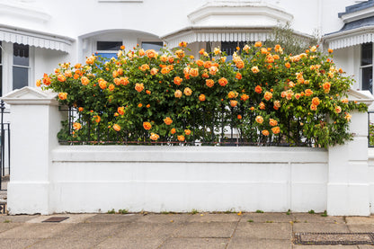 5 ORANGE CLIMBING ROSE Rosa Bush Vine Climber Fragrant Butterfly Flower Seeds