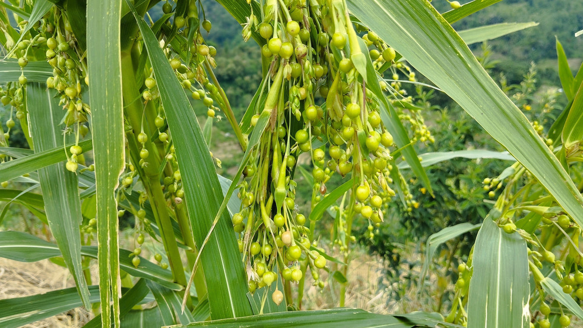 20 JOBS TEARS (Jobi / Coix / Yi Yi Ren / Junos Tears) Coix Lacryma Vegetable Seeds