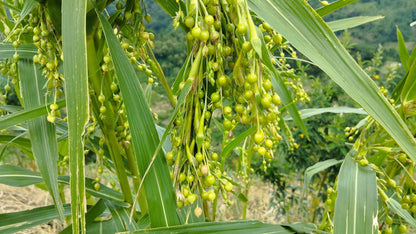20 JOBS TEARS (Jobi / Coix / Yi Yi Ren / Junos Tears) Coix Lacryma Vegetable Seeds