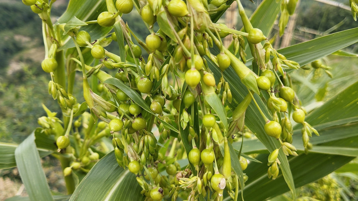 20 JOBS TEARS (Jobi / Coix / Yi Yi Ren / Junos Tears) Coix Lacryma Vegetable Seeds