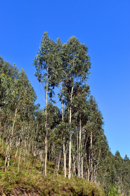 25 TASMANIAN Blue Gum TREE / EUCALYPTUS Globulus Flower Seeds