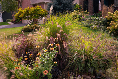 25 PURPLE FOUNTAIN GRASS Ornamental Pennisetum Setaceum Dark Burgundy Flower Seeds