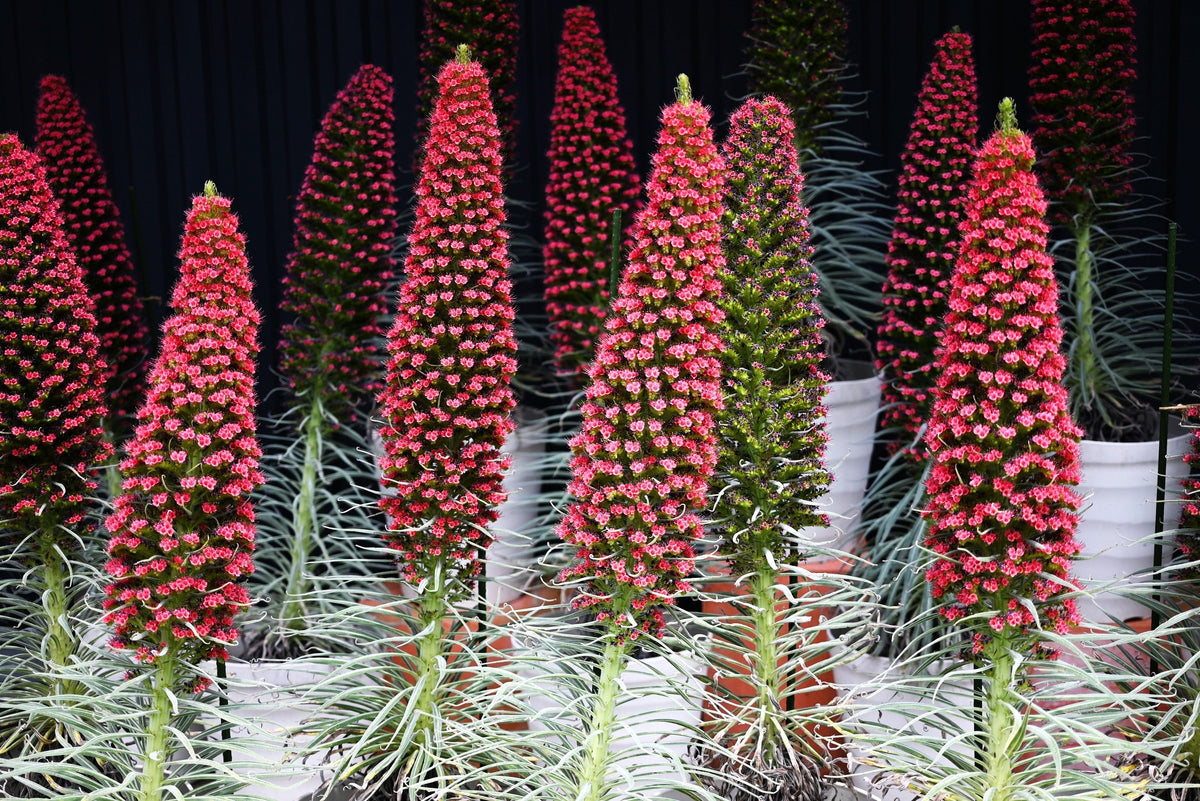 25 TOWER OF JEWELS Red Bugloss Echium Wildpretii Ruby Hummingbird Flower Seeds