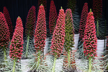 25 TOWER OF JEWELS Red Bugloss Echium Wildpretii Ruby Hummingbird Flower Seeds