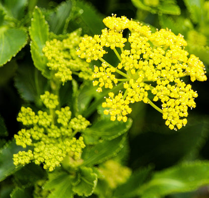 150 GOLDEN ALEXANDER (Golden Zizia / Meadow Zizia) Zizia Aurea Flower Seeds
