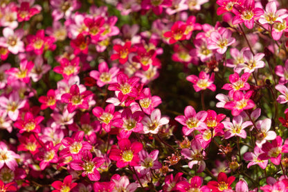 50 ROSE ROBE SAXIFRAGA Arendsii Mossy Rockfoil Evergreen Flower Seeds