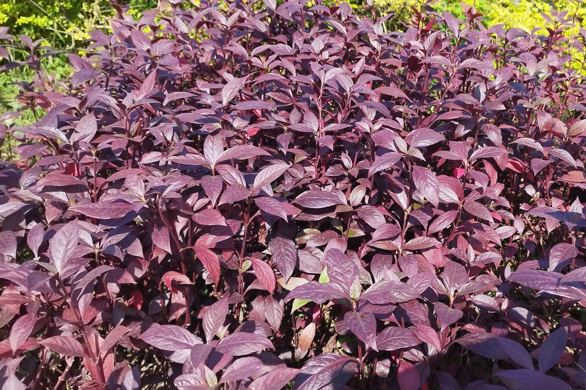 250 BURGUNDY AMARANTHUS Hypochondriacus Amaranth Grain Vegetable Flower Seeds