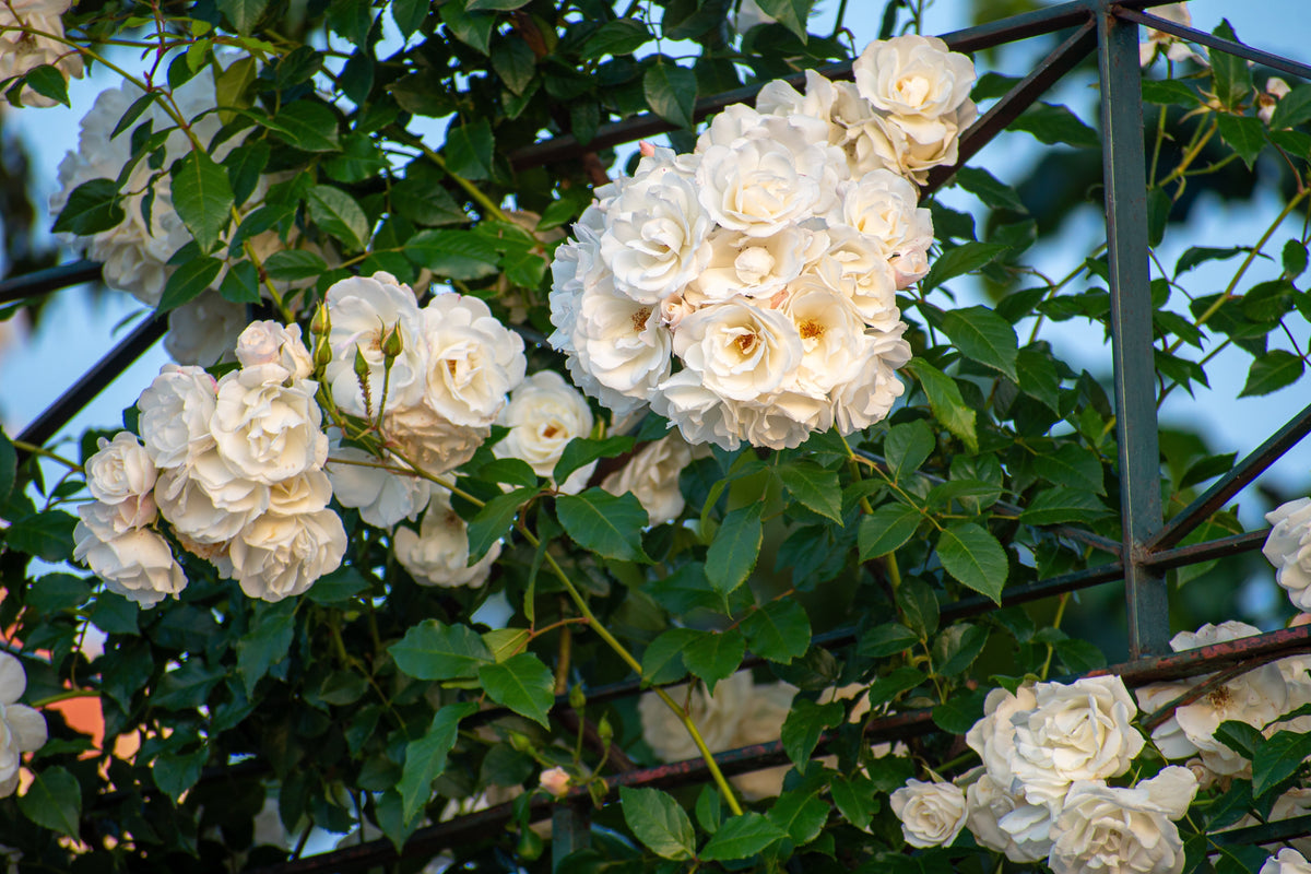 5 WHITE CLIMBING ROSE Rosa Bush Vine Climber Fragrant Butterfly Flower Seeds