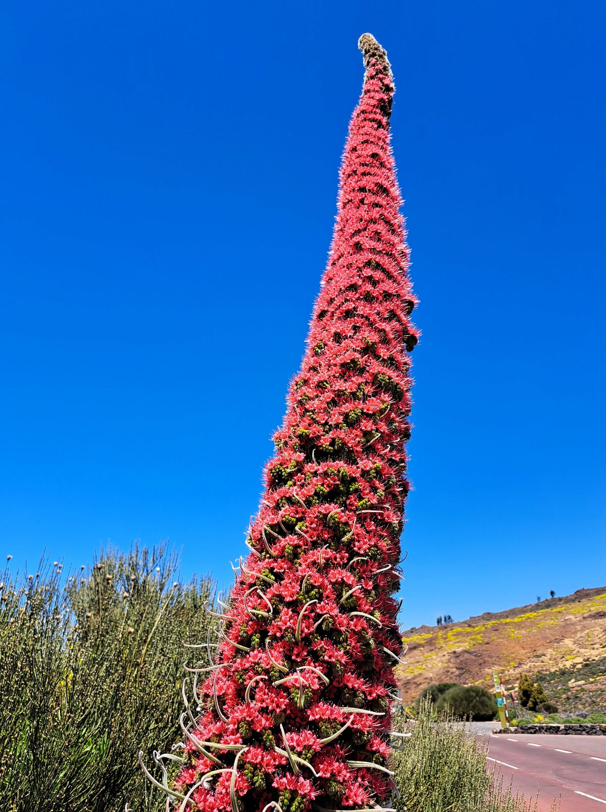 25 TOWER OF JEWELS Red Bugloss Echium Wildpretii Ruby Hummingbird Flower Seeds