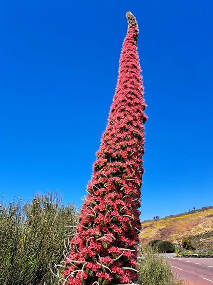 25 TOWER OF JEWELS Red Bugloss Echium Wildpretii Ruby Hummingbird Flower Seeds
