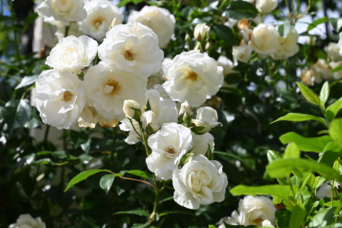 5 WHITE CLIMBING ROSE Rosa Bush Vine Climber Fragrant Butterfly Flower Seeds