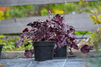 50 Palace Purple HEUCHERA / CORAL BELLS Micrantha Flower Seeds