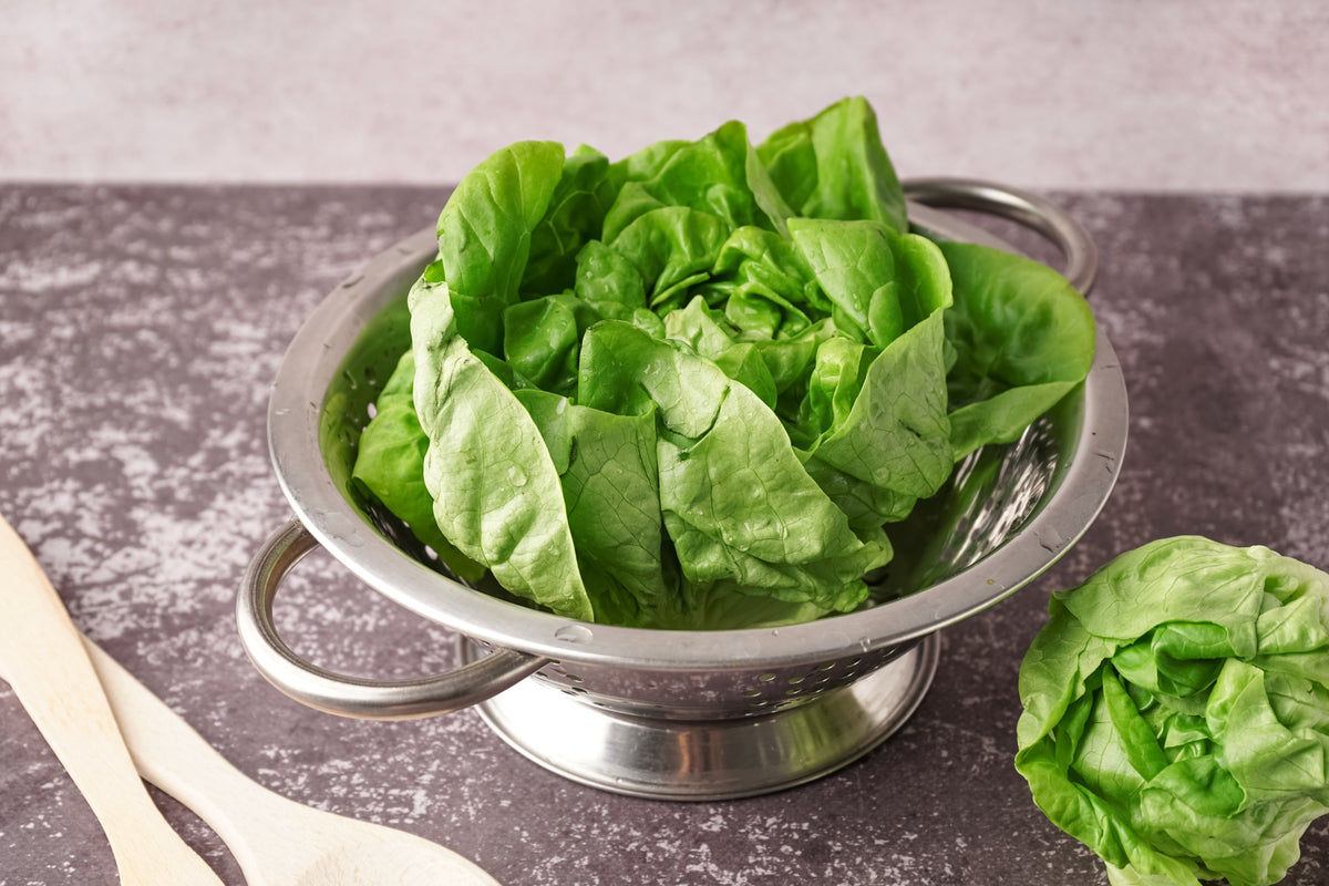 2000 BIBB LETTUCE Butterhead Lactuca Sativa Vegetable Seeds